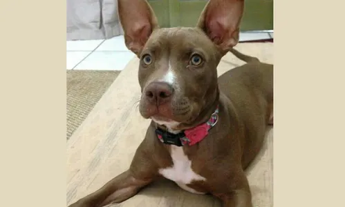 Bandidos furtam Pit Bull de casa em Arapongas