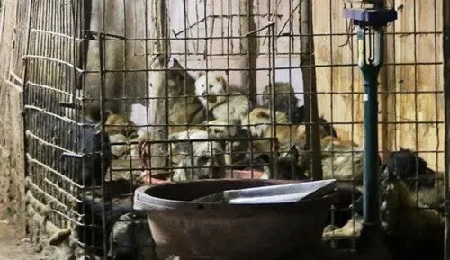 Foto: China Daily;Humane Society International