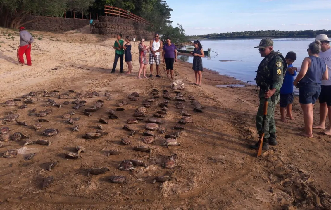 As 369 tartarugas apreendidas já foram devolvidas à natureza - Foto: Divulgação - Polícia Militar Ambiental/TO