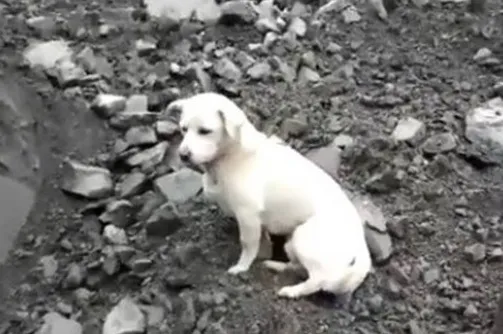 Cão esperando dono em escombros emocionou internautas - Foto: WEIBO/China