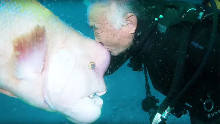  Hiroyuki Arakawa beija peixe: amizade sincera -Foto: Reprodução/Youtube/GREAT BIG STORY