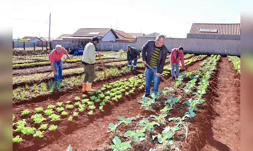 Moradores transformam terrenos abandonados em horta comunitária 