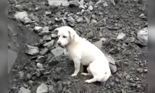 Cão procurando dono entre escombros na China emociona internautas; veja vídeo
