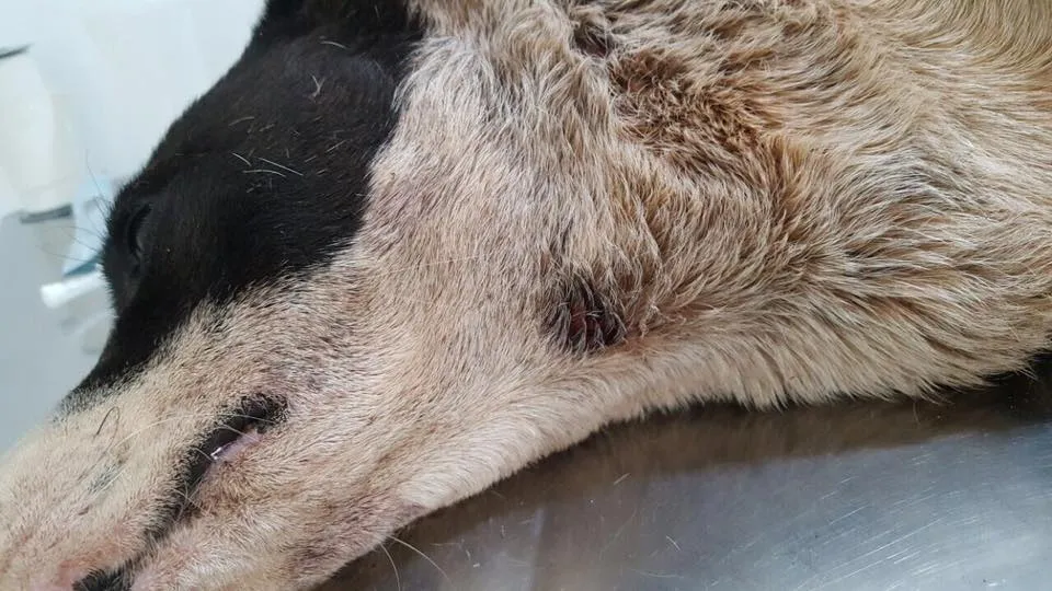 Cachorra e filhotes em gestação morreram após maus tratos - Foto: Portal do Tossinha