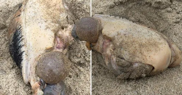 Criatura marítima esquisita foi encontrada na Califórnia após tempestade