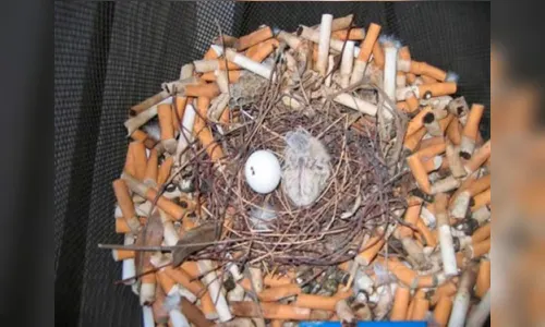 
							Passarinho usa bitucas de cigarro para fazer ninho; veja vídeo
						
						