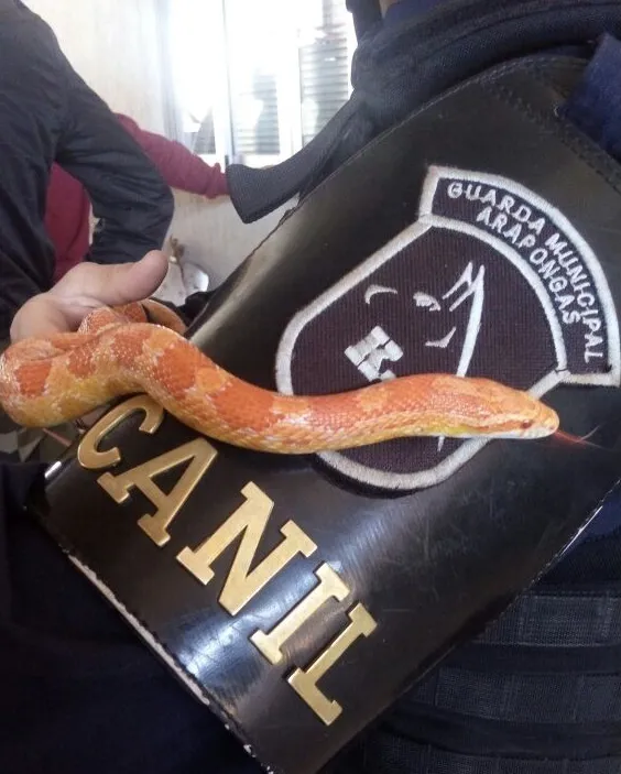 Foram apreendidas seis cobras; apenas uma tinha chip de identificação. Foto: Divulgação/Polícia 