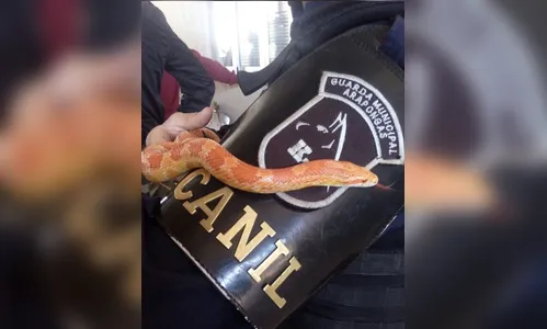 Polícia apreende 11 animais silvestres em Arapongas