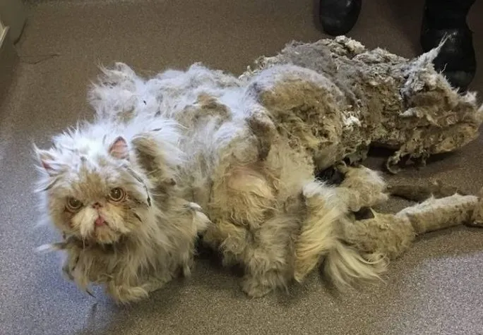 Gato persa chegou ao abrigo com dois quilos de pelo acumulado - Foto: Reprodução/Facebook