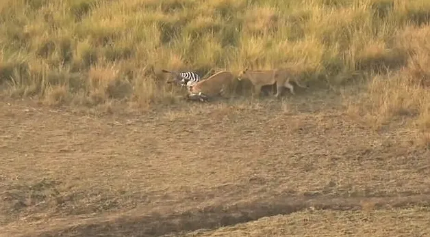 Zebra escapa de crocodilo, mas é trucidada por leoas - Foto: Safari Live/YouTube