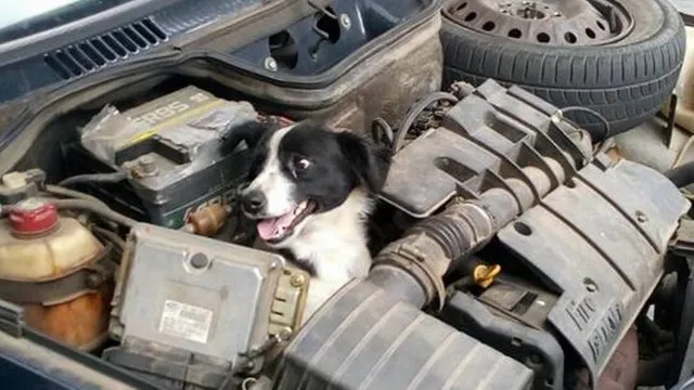  Cão ficou preso no motor de carro em cidade do Paraná - Foto: Reprodução / Facebook