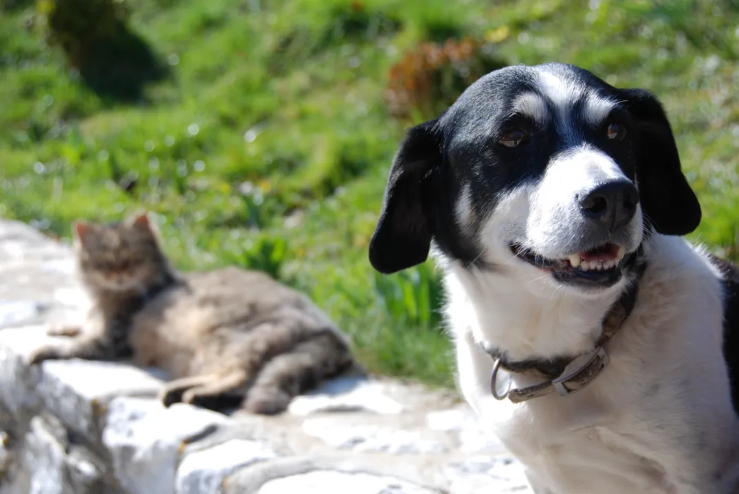 É possível ter uma boa convivência entre cães e gatos? (Foto: Pixabay)