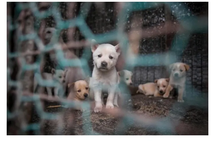 Cães foram salvos pela Humane Society International, organização global de proteção animal. (Foto: Divulgação)