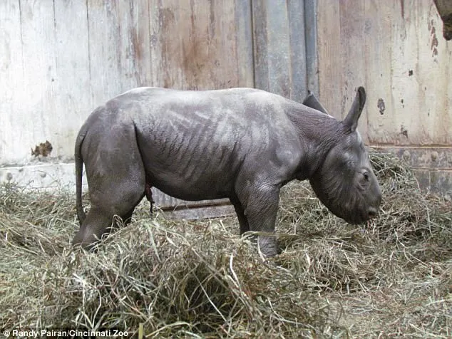 Rinoceronte preto oriental chamado Kendi nasceu nesta semana - Foto: Randy Pairan/TheCincinnati Zoo&Botanical Garden
