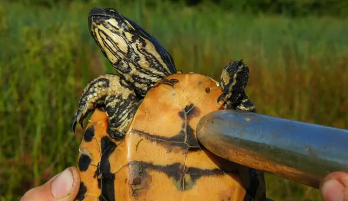 As tartarugas que estão sendo usadas na pesquisa podem salvar toda sua espécie. (Foto: Donald McKnight)