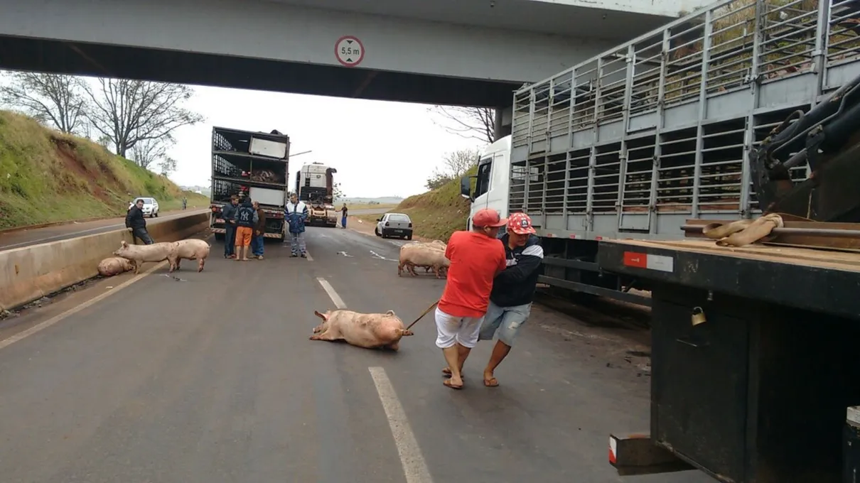 Caminhão carregado com porcos tomba no contorno da PR-862, em Ibiporã - Foto: Alceu Nascimento/RPC