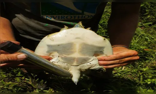 
							Pesquisadores estão usando vibradores em tartarugas para tentar salvá-las de extinção; entenda
						
						