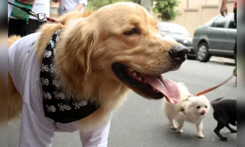 'Cãominhada' vai reunir cachorros e donos durante passeio em Arapongas