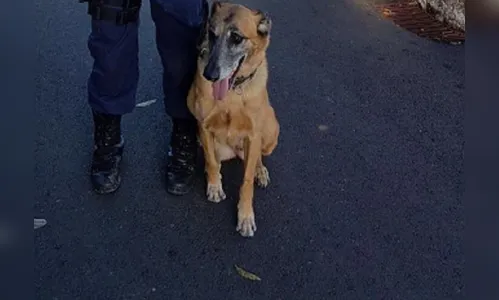 Cadela do Canil de Arapongas conquista primeiro lugar em campeonato de faro de drogas