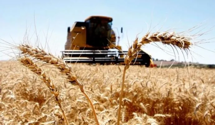 Problemas climáticos não tiveram um efeito significativo nas cotações do preço do trigo - Foto: Reprodução