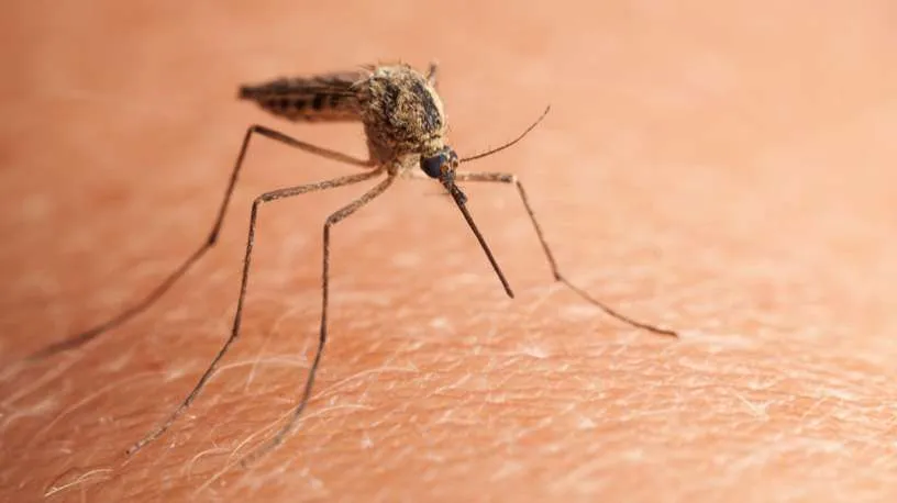 O genoma do vírus Zika, coletado no organismo de mosquitos do gênero Culex, foi sequenciado por cientistas da Fiocruz. Foto: Divulgação