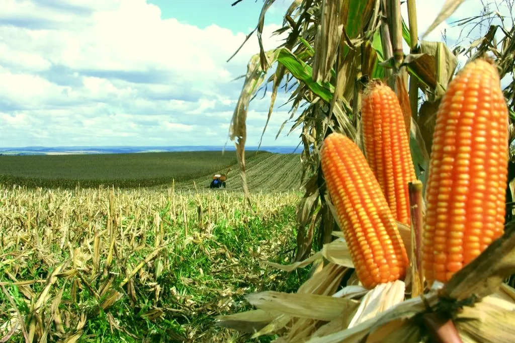 ​A movimentação no campo tem sido grande na regional da Seab de Ivaiporã com o avanço da colheita segunda safra de milho. Foto: Reprodução