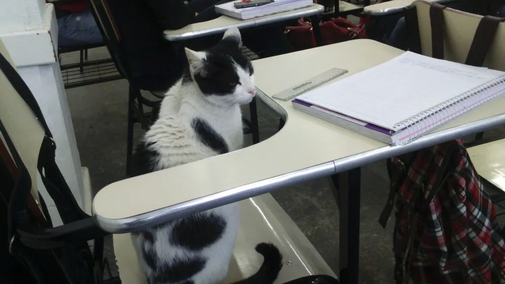 Gato tomou conta de carteira de estudante e ‘assistiu’ aula em faculdade  Foto: Grupo Bom Dia​