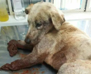 Cachorro foi amarrados à linha férrea e teve as patas dianteiras mutiladas - Foto: Divulgação