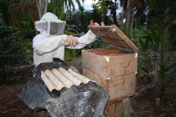 Norma técnica protege abelhas