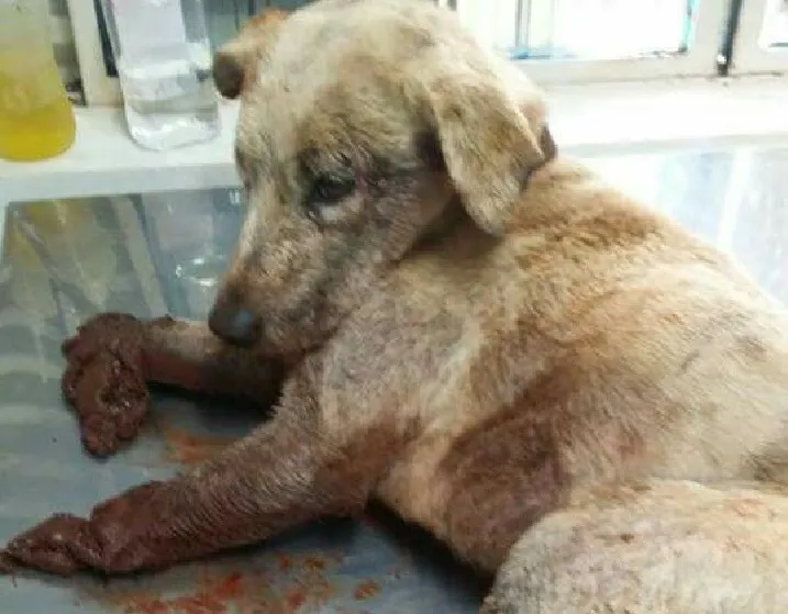 Cãozinho que teve patas dianteiras mutiladas morreu no domingo (20) - Foto: Divulgação