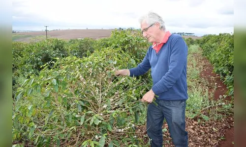 Safra do café recua 21% em Ivaiporã