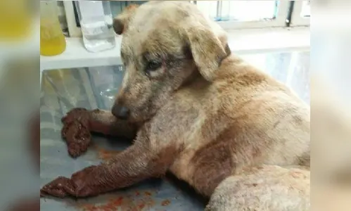 Mortes e mutilações de cães geram revolta nas redes sociais