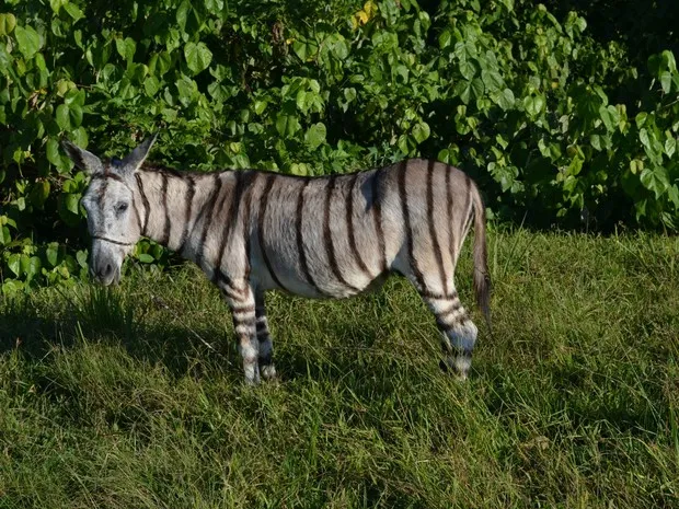 ​Celestina – uma jumenta pintada de zebra - foi furtada enquanto pastava - Foto: Reprodução