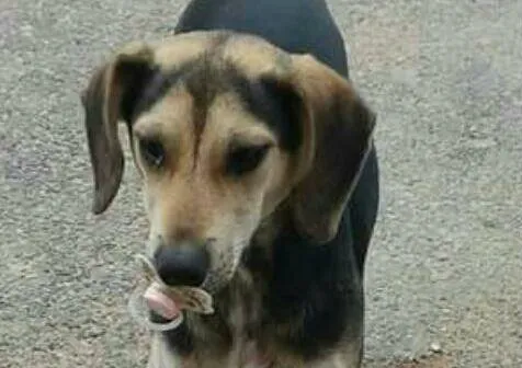 Dupla é liberada após confessar que matou e esquartejou cachorra 