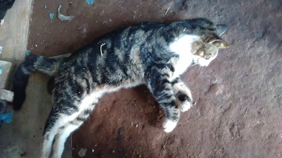 Seis gatos foram encontrados mortos nos últimos dois dias. Foto: Reprodução
