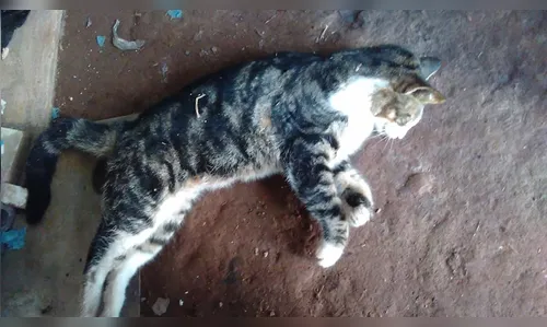 Moradores denunciam envenenamento de animais em Arapongas