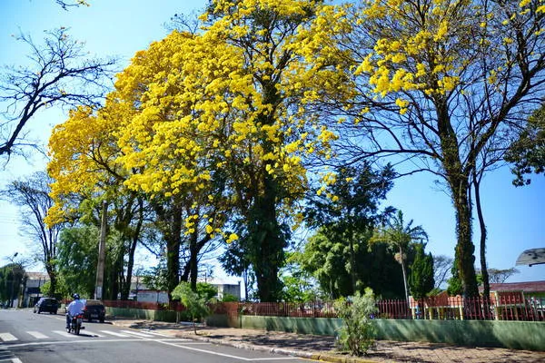 Florada de ipês colore as ruas de Apucarana. Foto: Sérgio Rodrigo 
