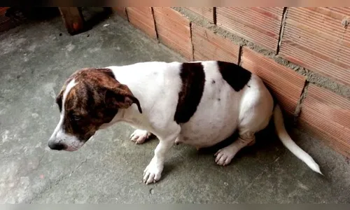 'Se faz isso com um cão, pode fazer o mesmo com pessoas': sargento da PM é acusado de matar cadela a tiros no Pará