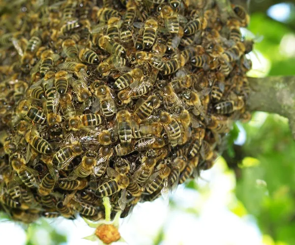 Ataque de abelhas registrado nesta quinta-feira em Arapongas. Foto: Ilustrativa