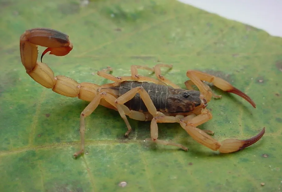 Pouco comum na região de Apucarana, escorpião amarelo é o mais perigoso (Foto: AEN)
