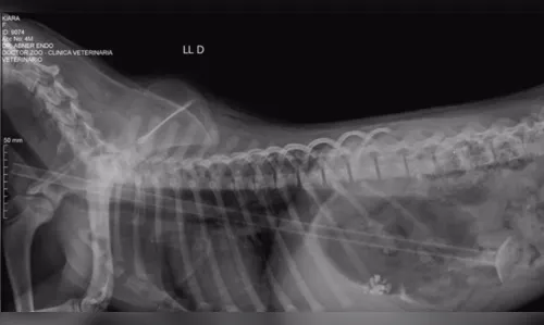 
							Cachorrinha passa por cirurgia após engolir dardo com mais de 30 centímetros
						
						