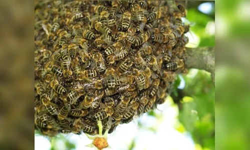 Samu socorre pessoa atacada por abelhas em Arapongas