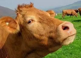Sangue das vacas  pode representar uma "promissora ajuda" na cura para os infectados com o vírus HIV. - Foto: Pixabay - imagem ilustrativa