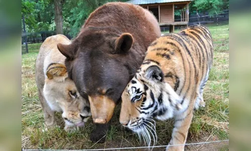 
							Urso, leão e tigre não vivem um sem o outro há 15 anos
						
						
