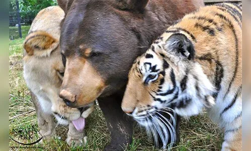 Urso, leão e tigre não vivem um sem o outro há 15 anos