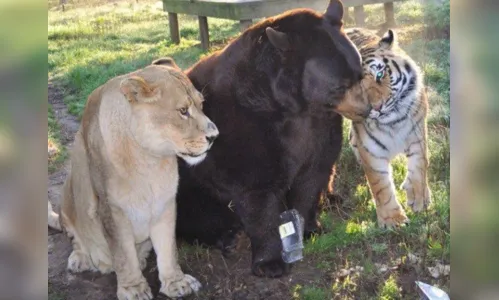 
							Urso, leão e tigre não vivem um sem o outro há 15 anos
						
						