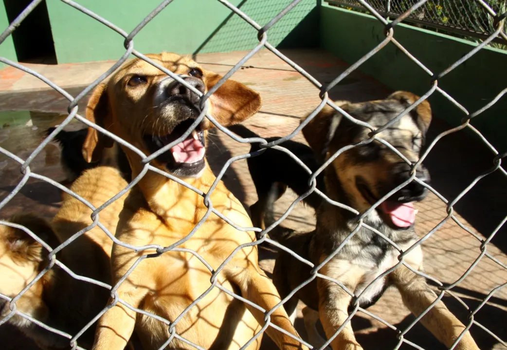 Canil Municipal abriga aproximadamente 120 cães. Foto: Assessoria 
