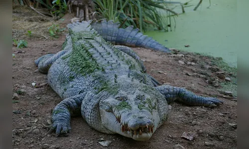Crocodilo ataca policial mesmo após ser imobilizado; veja vídeo