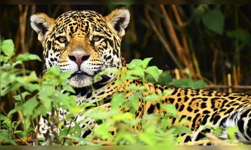 Motorista flagra onças-pintadas no Paraná; veja o vídeo