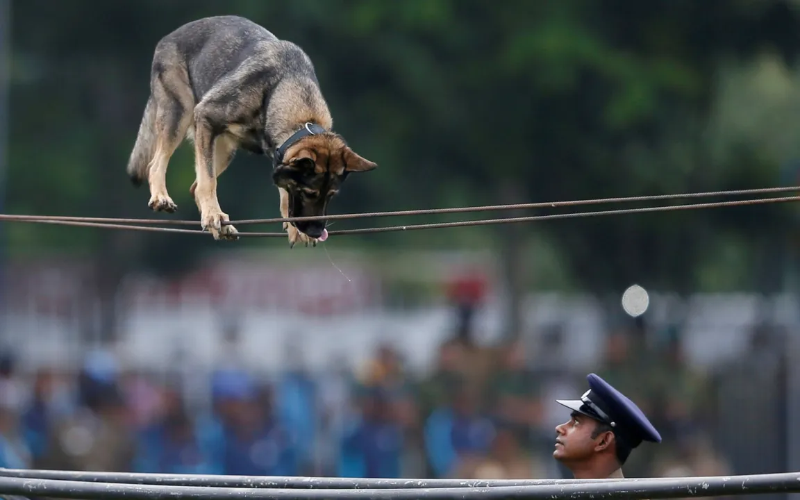 Cachorro anda na corda bamba em Sri Lanka: senso de equilíbrio - Foto: Dinuka Liyanawatte/Reuters)